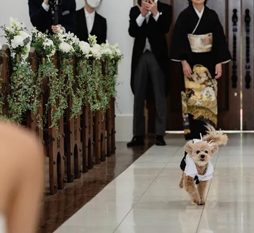 犬と結婚式 - 式場選び.JP